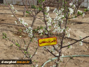 کاشت 135اصله درخت مثمروغیرمثمر به مناسبت روزدرختکاری وهفته منابع طبیعی در آموزشکده فنی دختران میبد 13