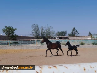 بازدید آموزشی دانشجویان رشته عکاسی در همایش سوارکاری باشگاه نهروان مصدق 4
